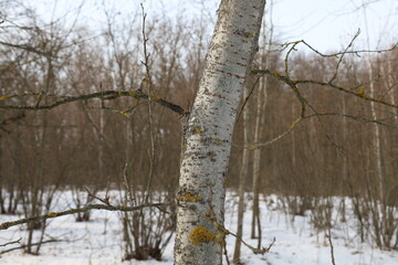 Aspen tree in the winter forest 