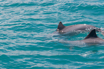 dolphin in the water