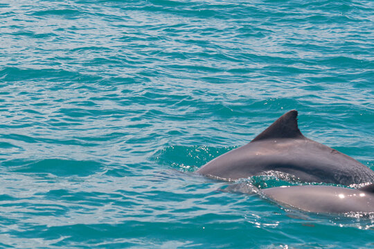 dolphin in the water
