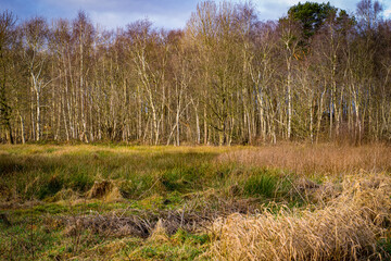 Obraz premium dunes in the dunes