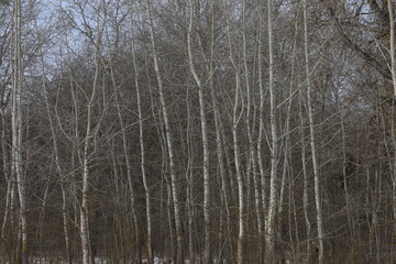 Aspen in the Winter Sunny Forest