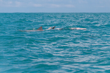 Fototapeta premium person snorkeling in the sea