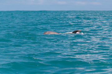 diving in the sea