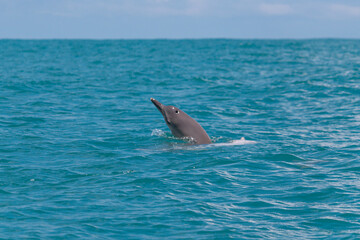 dolphin in the water