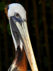 Brown Pelican Close-up