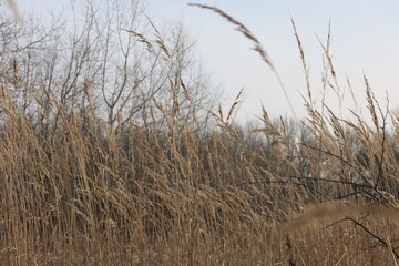 Fototapeta premium Dry herbs in the winter forest