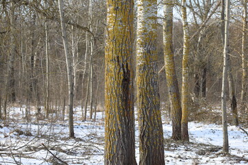 Aspen tree in the winter forest 