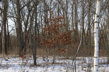 Small oak tree in the autumn forest