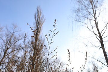 Dry plants in the winter sunny forest