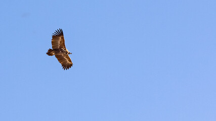 Eagle over Sulak Canyon Dagestan