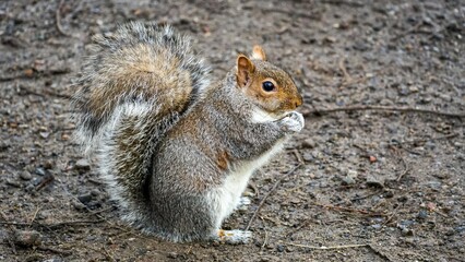 Naklejka na ściany i meble Gray squirrel with a nut in its paws