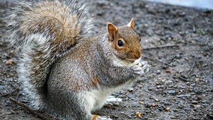 Gray squirrel with a nut in its paws