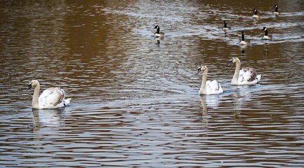 Young swans are swimming on the lake