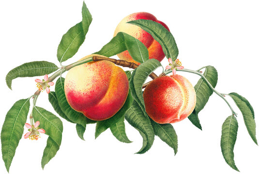 Fototapeta Fruit arrangement with peach fruits, blossom and green leaves, vintage botanical illustration