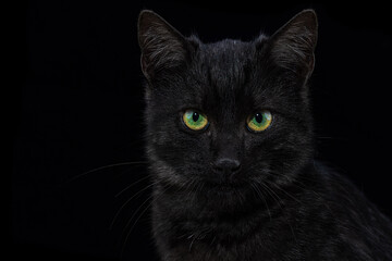 Black cat on a black background. Close-up view head and face of an elegant pet
