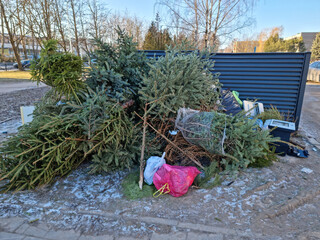 Christmas trees thrown after holiday. Mixed with dangerous waste. Europe union Lithuania Panevezys
