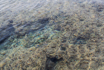 Two fish of Picasso triggerfish, Rhinecanthus assasi, in the Red Sea, Egypt