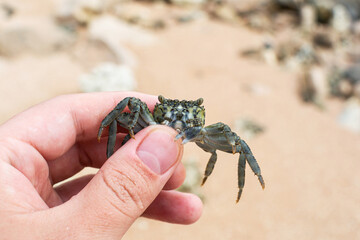 A small crab in hand on the Egypt beach, Sharm ash Sheikh