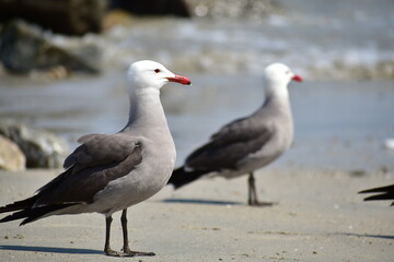 Aves marinas