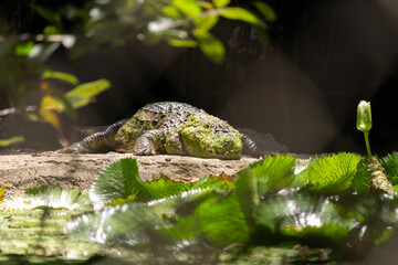 Jacaré de papo amarelo