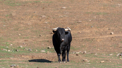 Portrait of a Spanish fighting bull