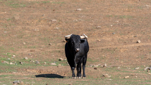 Portrait Of A Spanish Fighting Bull