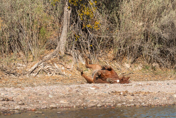 Wild Horse Along the Salt River in the Arizona Desert