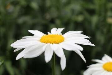 Obraz premium daisy flower