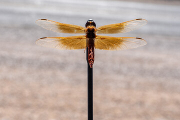 Flame Skimmer (Libellula saturata) dragonfly perched on a car antenna