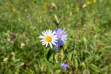 Wildflowers in the meadow. Chamomile and Chicory.