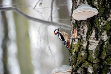 White-backed woodpecker sitting on a tree in the woods in winter.