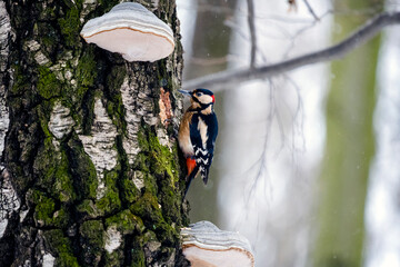 White-backed woodpecker sitting on a tree in the woods in winter.