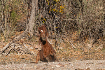 Fototapeta na wymiar Wild Horse Along the Salt River in the Arizona Desert