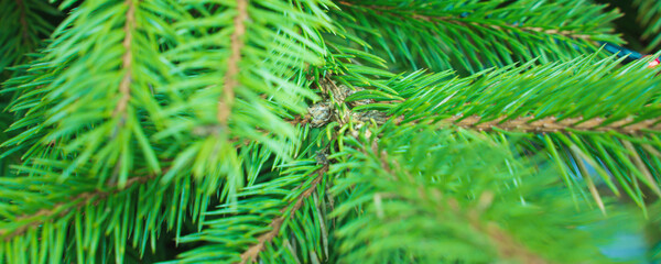 Fototapeta premium green branches of a christmas tree, close up