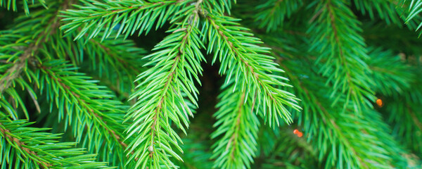 Fototapeta na wymiar green branches of a christmas tree, close up