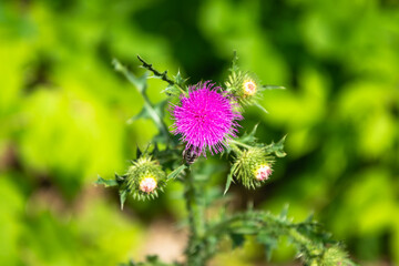 Blooming thorn on a green background.