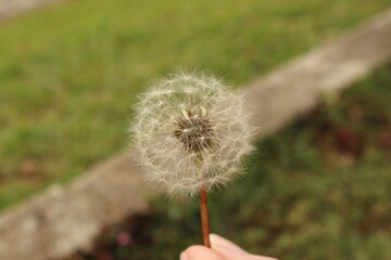 dandelion in the grass