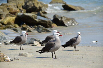 Aves marinas 2