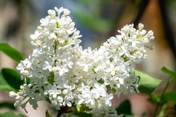 Blooming white lilac in early spring.