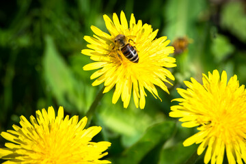 Bee on dandelions. Yellow flowers in the meadow.