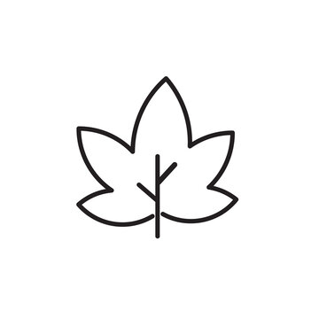 Maple leaf vector icon on white background. outline mapple leaf vector icon. isolated black simple line element illustration from ecology concept.