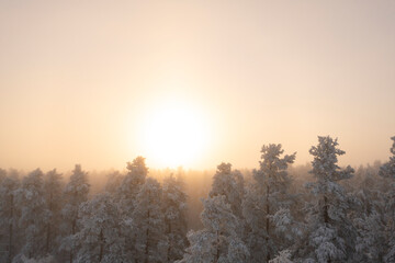 Bright sunrise over winter forest with fog. Aerial view landscape with snow covered pine forest. Beautiful morning frozen scenery.
