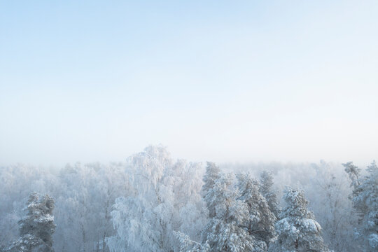 Bright landscape with winter forest with fog. Aerial view landscape with snow covered pine forest. Beautiful morning frozen scenery.