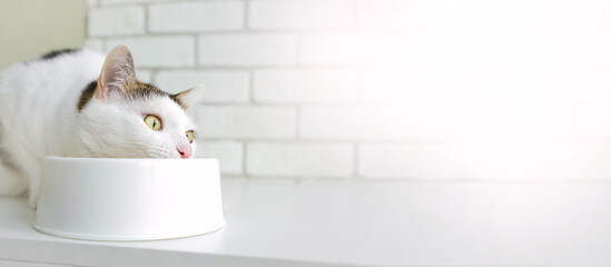 Cat eats from a bowl panorama