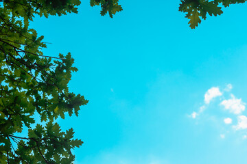 Obraz premium Treetops and blue sky with space for text (copy space).