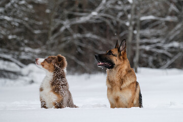 Pets on background of forest. Two sheepdogs in snow. Aussie puppy red tricolor and German shepherd walk in winter park and pose looking away. Australian Shepherd is young dog.