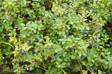 Bog bilberries, bog blueberries Vaccinium uliginosum on bushes in forest in summer