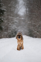 German Shepherd of red color sits on snowy road in winter and poses. Dog in hat with earflaps. Fluffy shaggy best friend on walk. Portrait of smart beautiful shepherd dog against background of forest.