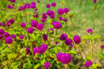 Globe Amaranth flower blooms in the park