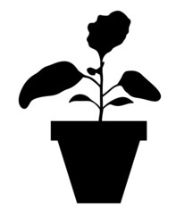 Silhouette of eggplant seedlings in a pot